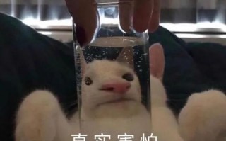 吃饭沙雕搞笑文案，吃饭沙雕搞笑文案短句