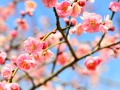 春昼短剧本杀何西西分享，春昼短剧本何西西和齐