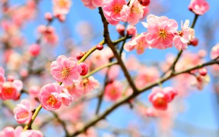 春昼短剧本杀何西西分享，春昼短剧本何西西和齐
